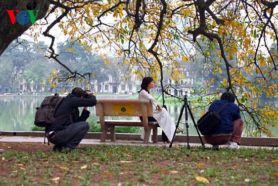 The ancient lecythidaceae trees by Hoan Kiem lake are shedding their leaves   - ảnh 11